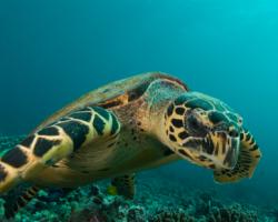 plongée avec les tortues de mer