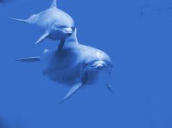 séjour plongée dauphins