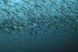 séjour plongée sardine run