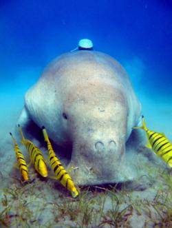 plongée dugong