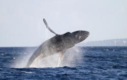 séjour plongée rurutu baleine