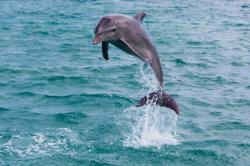 croisière plongée dauphins