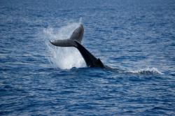 plongée baleine