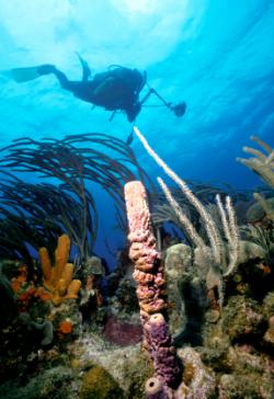 plongée jardin de coraux