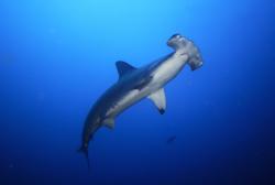 plongée requin marteau