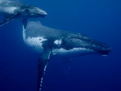 Séjour Plongée Baleines Mayotte