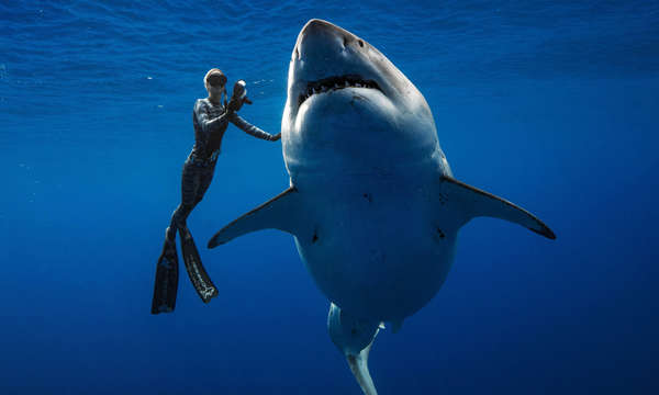 Plongée requin - Plongée à thème avec voyage-plongee.com