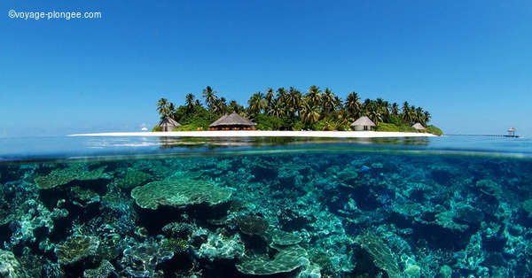 Voyage plongée : séjour aux Maldives